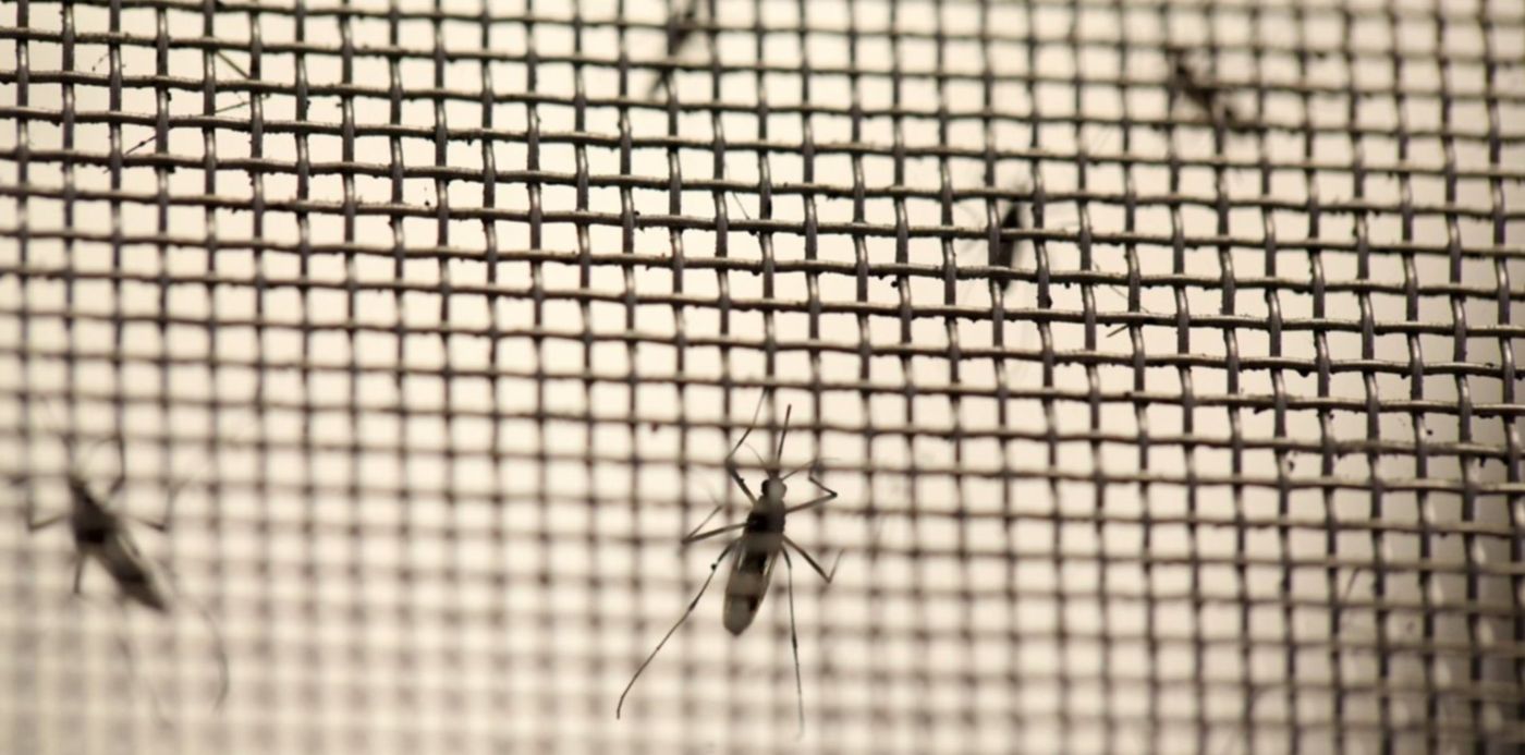 Los casos de dengue se duplicaron en La Plata durante las últimas semanas y pasaron de 246 a 499.