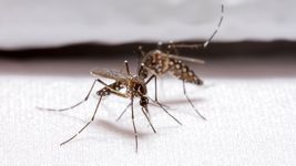 expertos alertan por los repelentes caseros en medio del desmadre sanitario por el dengue expertos alertan por los repelentes caseros en medio del desmadre sanitario por el dengue