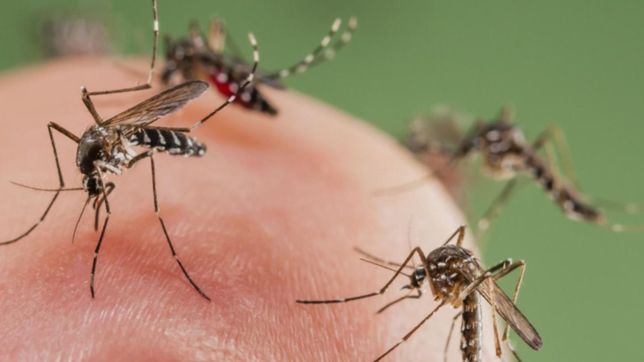 ¿como se contagio la mujer que murio por dengue en la plata?