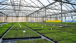 proyectan una planta de frio en la plata para reducir perdidas de miles de toneladas del cordon frutihorticola