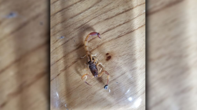 alerta en la plata por la aparicion de escorpiones y alacranes venenosos: son un peligro