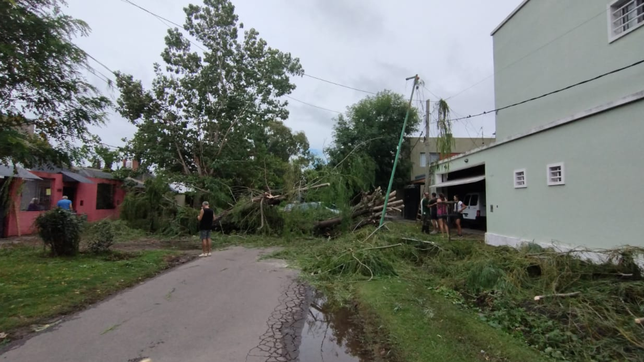 durante la tormenta en la plata se cayeron cerca de 200 arboles y postes de luz
