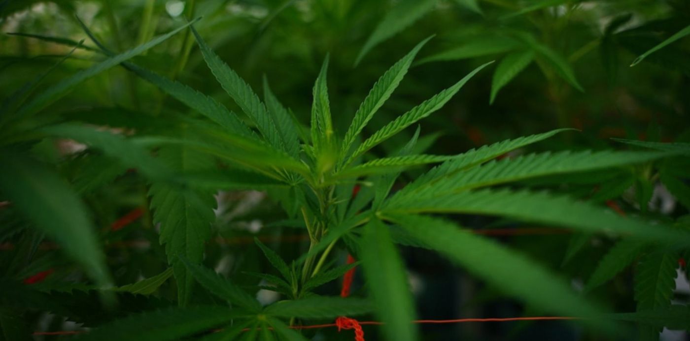 1654442593941.jpg?x=4&y=87&width=1492&height=747&rotate=0&scaleX=1&scaleY=1&ow=1500&oh=842&&cw=1920&ch=950