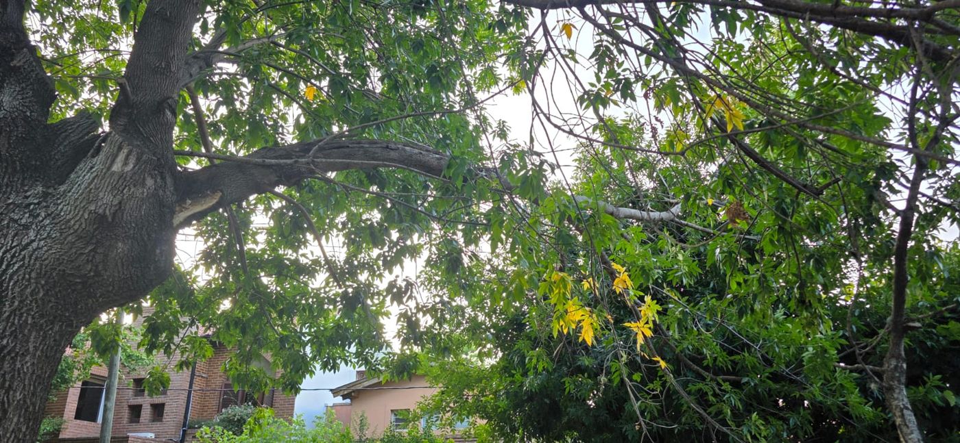 rama caida city bell