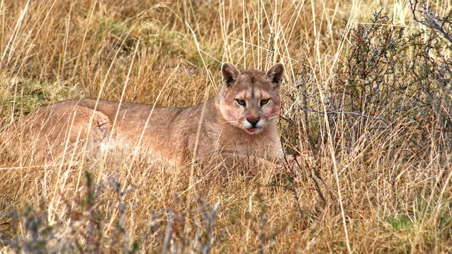 aseguran que hay un puma suelto en la zona del parque pereyra y buscan capturarlo