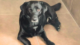 aparecio el negro, el perro de los bomberos de la plata que se habia ido hace dos dias aparecio el negro, el perro de los bomberos de la plata que se habia ido hace dos dias