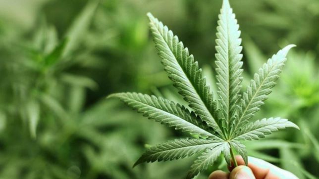 estafa en la plata: vendian marihuana por internet usando como fachada la imagen de otro local