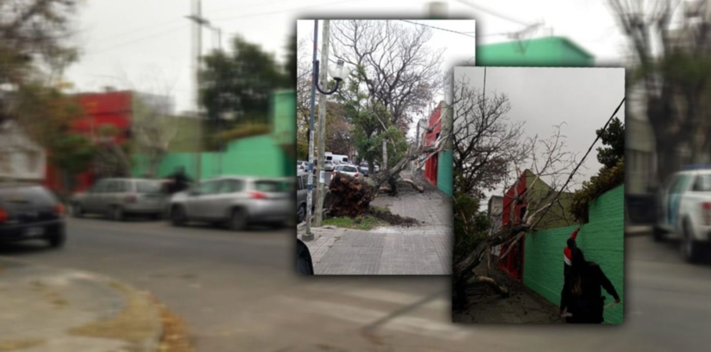árbol caído sobre un jardín