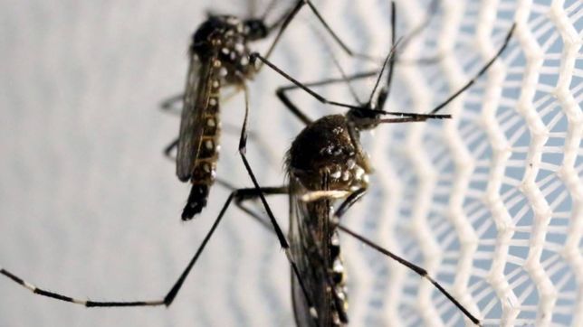 una vacuna contra el dengue evito el 83% de las internaciones y el 62% de los casos