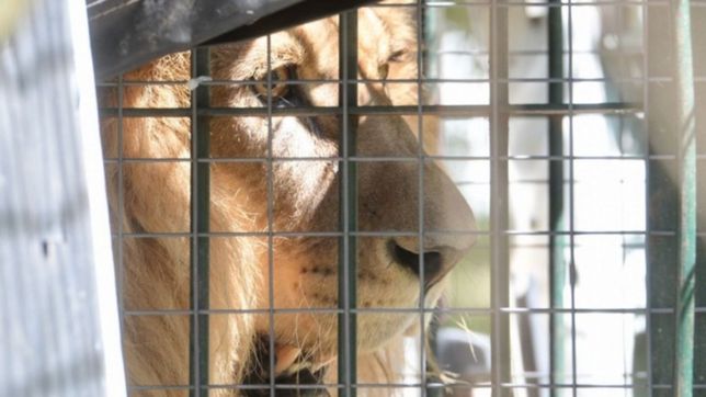 video: los leones mansa y melena llegaron a eeuu y dieron sus primeros pasos en libertad