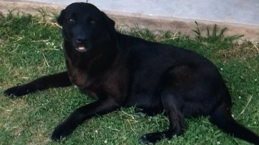 Un platense ofrece una insólita recompensa para hallar a su perra: Es todo lo que tengo