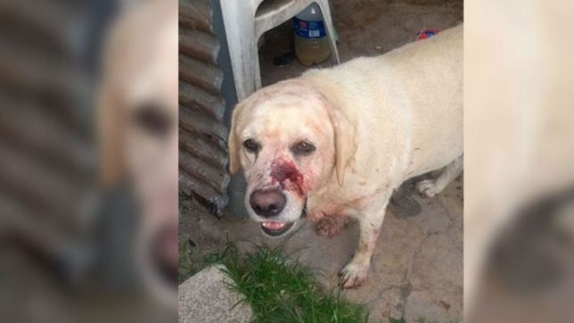 una pelea y ladridos: la historia del brutal ataque a un perro con un machete en tolosa