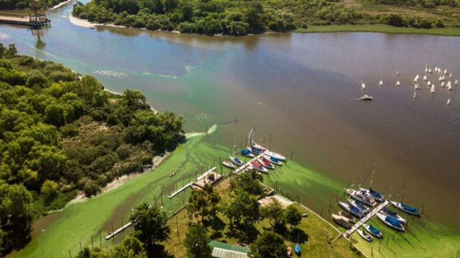 ¿que son las raras algas diatomeas y ulothrix que aparecieron en el rio de la plata?