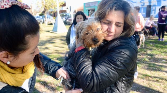 cientificos de la unlp clasificaron las plantas e insectos que pueden danar a las mascotas