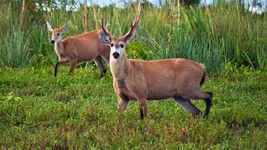 denuncian la muerte de al menos dos ciervos en el ecas y cuestionan las condiciones de los animales