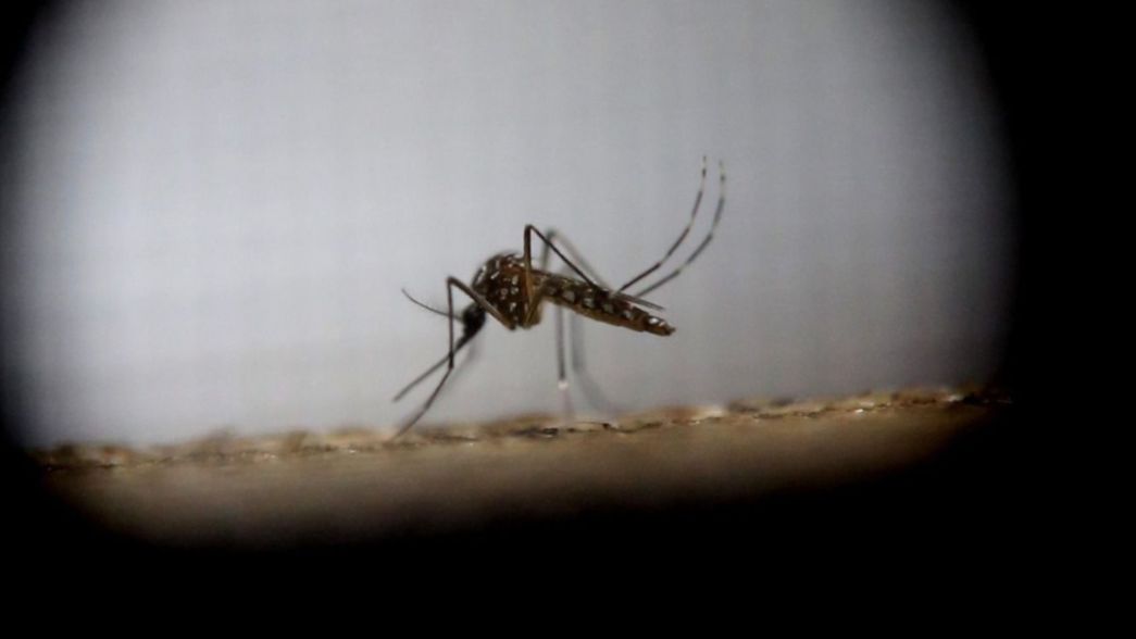 Científicas detectaron supermosquitos de dengue resistentes a insecticidas en La Plata