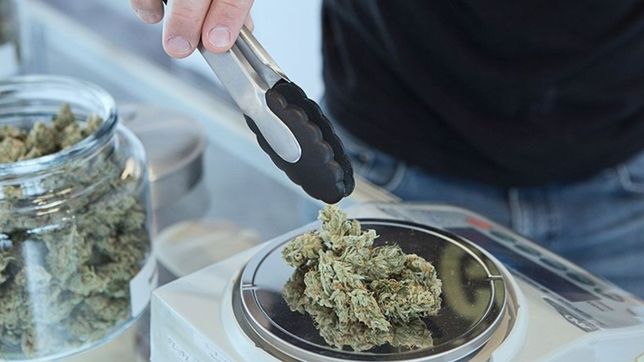 el conicet la plata sera la sede de la primera jornada sobre cannabis y salud