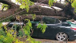 hubo mas de 40 reportes de arboles y postes caidos durante la tormenta