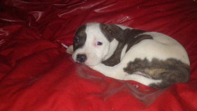 le robaron a su perrito de 50 dias y ofrece mil pesos de recompensa