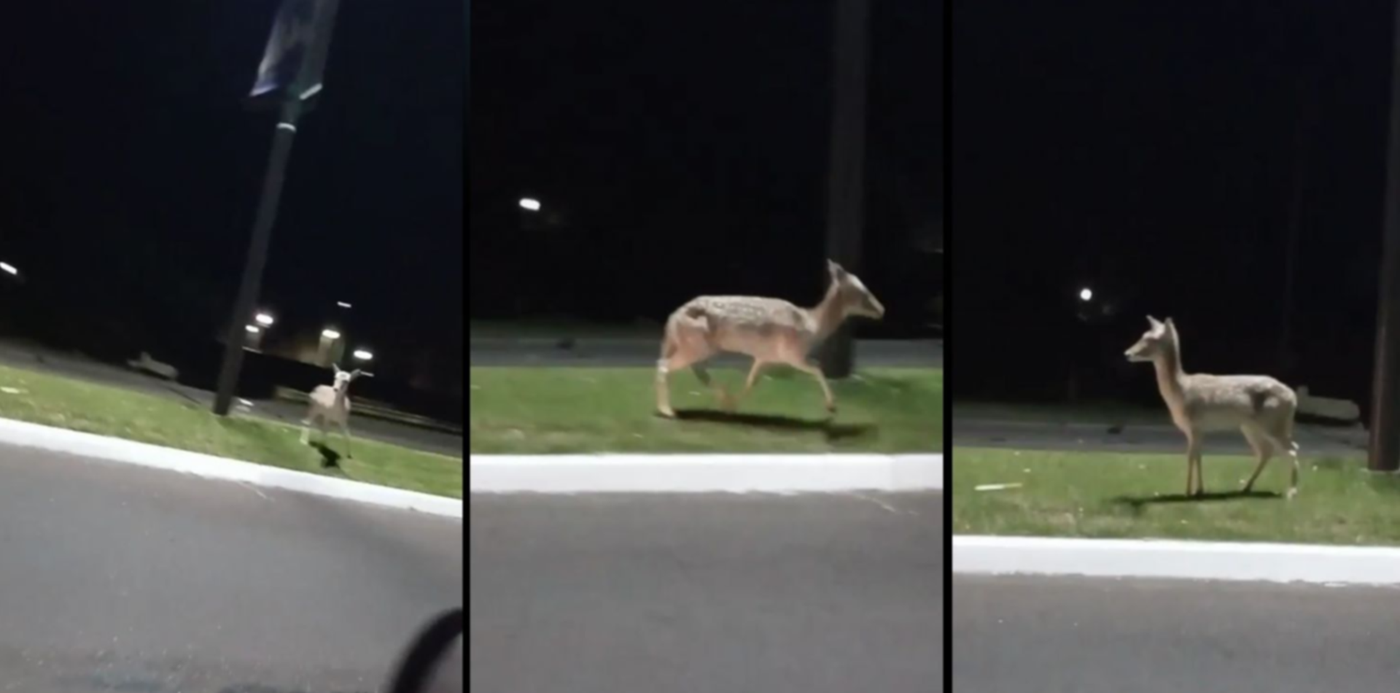 1653911271612.jpg?x=5&y=17&width=1490&height=745&rotate=0&scaleX=1&scaleY=1&ow=1500&oh=998&&cw=1920&ch=950