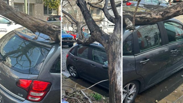 un arbol se cayo en pleno centro de la plata y destrozo un auto estacionado