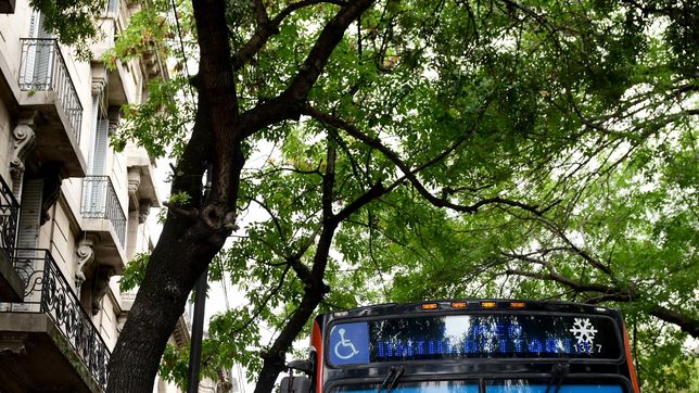 el servicio de micro es gratuito para que los platenses vayan a votar