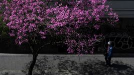 la primavera llego a la plata con un dia gris y ventoso en la previa de mas tormentas la primavera llego a la plata con un dia gris y ventoso en la previa de mas tormentas