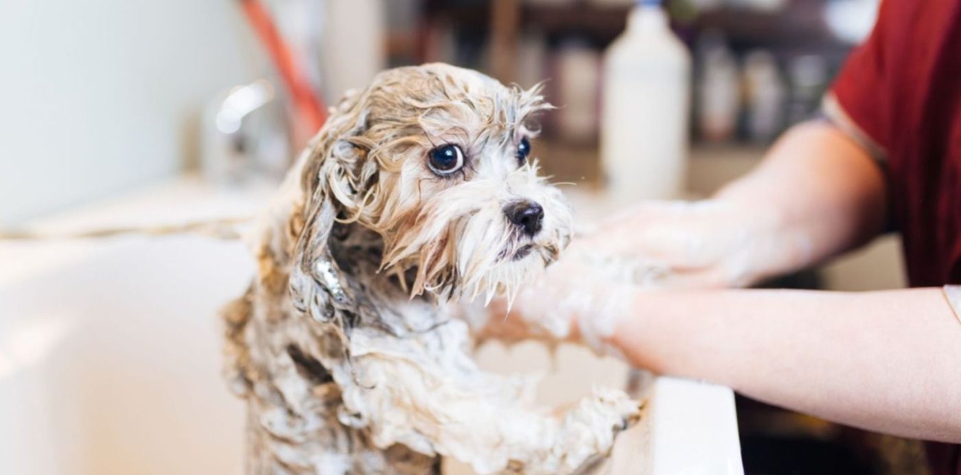 1683247154918.jpg?x=7&y=240&width=1486&height=743&rotate=0&scaleX=1&scaleY=1&ow=1500&oh=1000&&cw=1920&ch=950