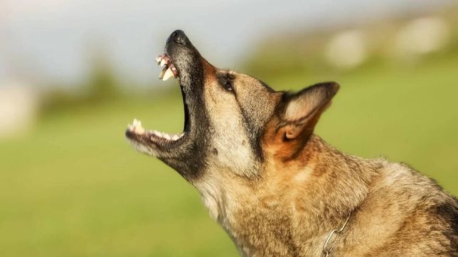 tras el ataque de tres perros en san carlos, otro vecino resulto herido con graves mordidas