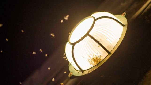 cientificos de la unlp advierten sobre una invasion de cotorritas en pleno verano de la plata