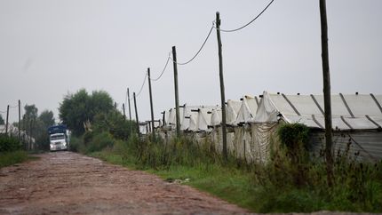 Invernáculos, hectáreas y trabajadores: radiografía del cinturón frutihortícola de La Plata