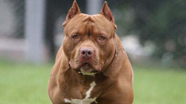 un pitbull ataco a una nena de un ano en berisso y estuvo a punto de matarla