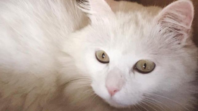 dan recompensa por un gato que se perdio tras la pirotecnia por los 133 anos de gimnasia