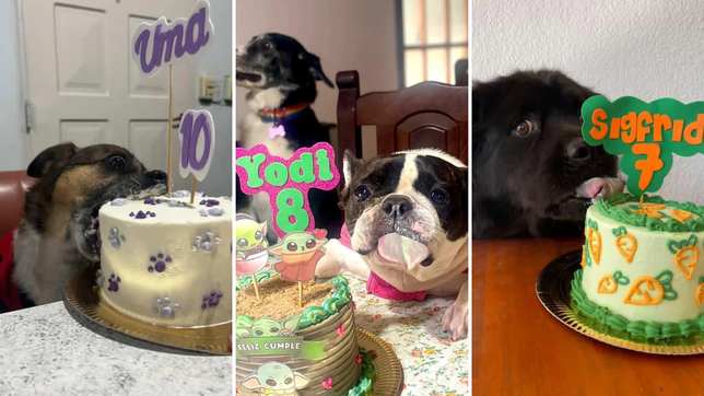 tortas para mascotas con decoraciones tentadoras, la ocurrente idea de una platense
