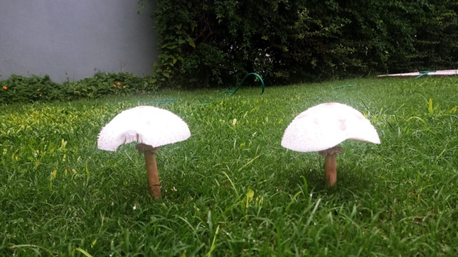 ¿son venenosos? revelan por que aparecen hongos en los patios y plazas de la plata