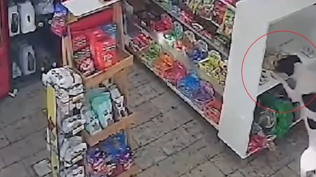 un perro mechero entro a un kiosco de ensenada y se llevo un paquete de pepas