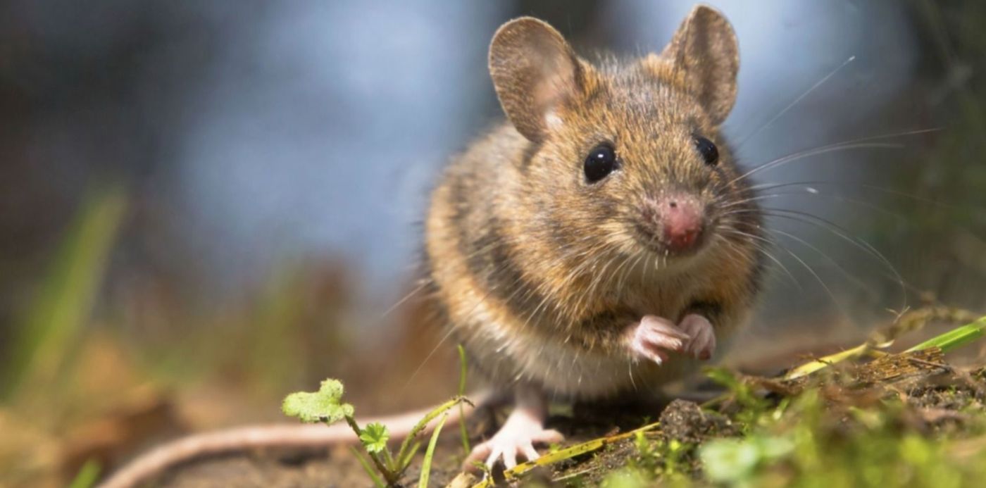 1547791820328.jpg?y=183&width=1470&scaleX=1&scaleY=1&x=19&height=735&rotate=0&ow=1500&oh=1123&&cw=1920&ch=950