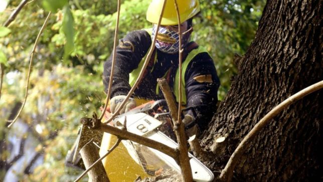 termino la temporada de poda con la intervencion de mas de 15.000 arboles en la plata