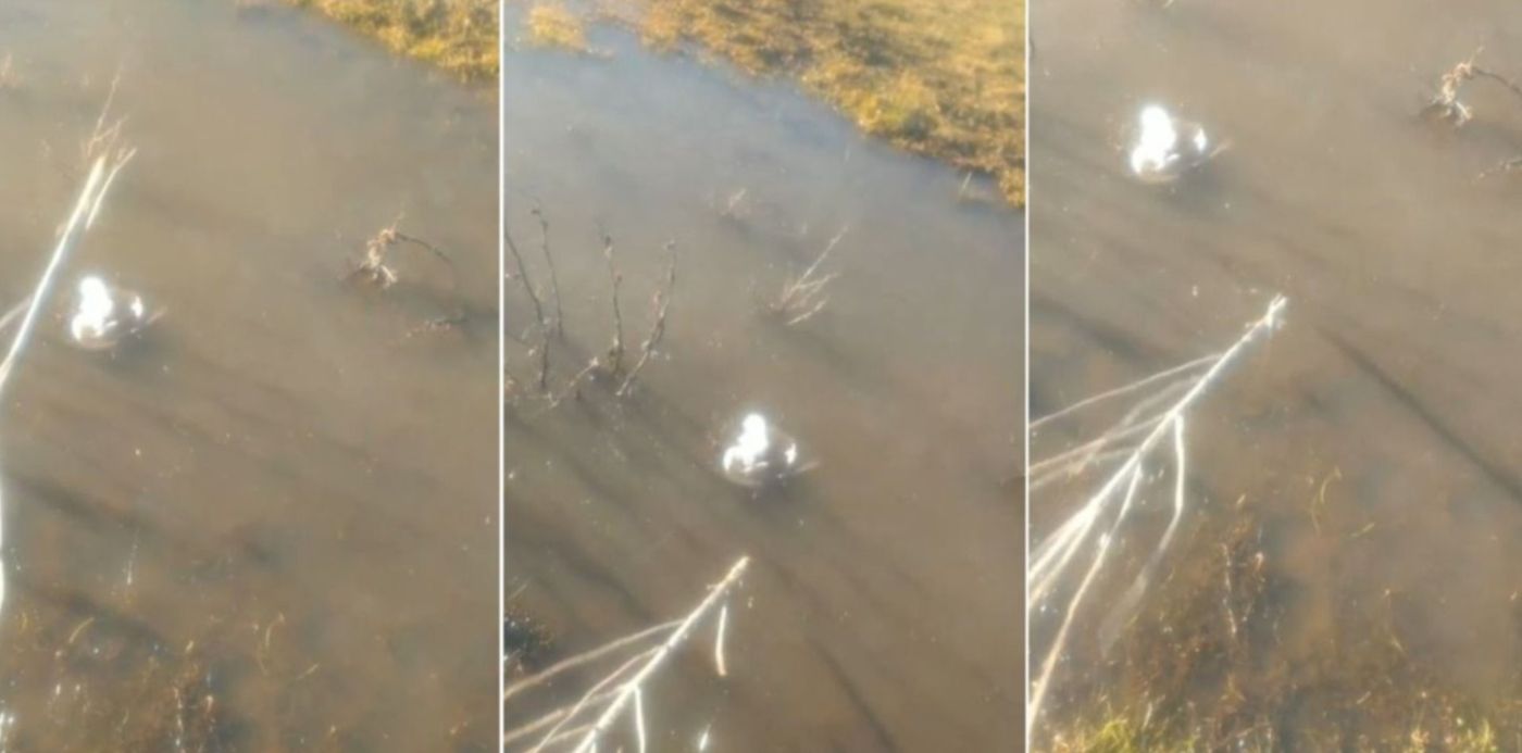 1594736589156.jpg?x=24&y=6&width=1452&height=726&rotate=0&scaleX=1&scaleY=1&ow=1500&oh=742&&cw=1920&ch=950