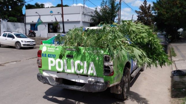un abuelo amenazo a un vecino, le allanaron la casa y encontraron una planta gigante de marihuana