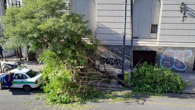 un camion choco contra un arbol en 7 y 49 y lo tiro abajo