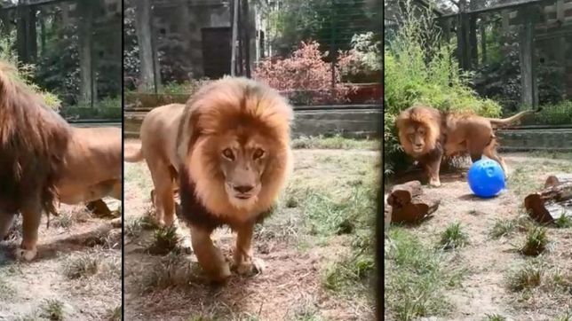 video: asi juega melena a un dia de ser trasladado desde el zoo de la plata a minnesota