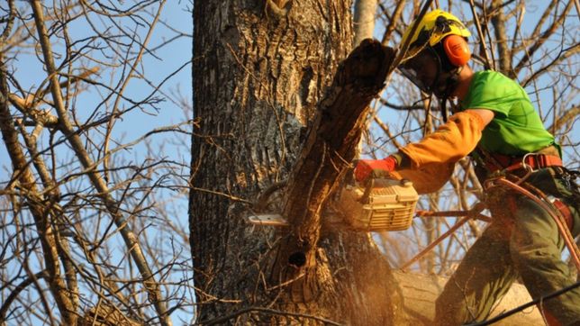 sigue parada la poda en la plata por una demora judicial y hay preocupacion en la comuna
