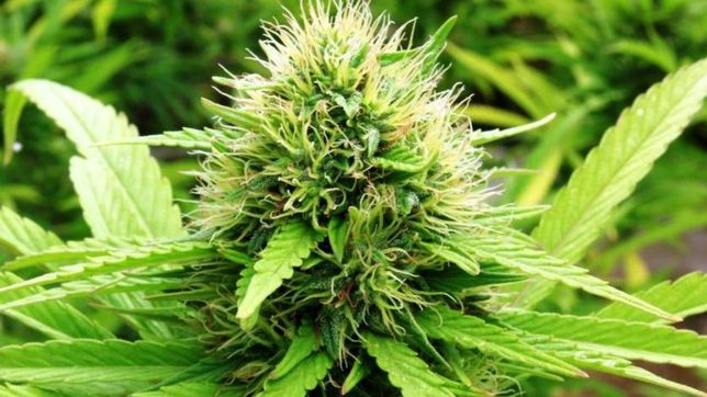 la defensoria ayudara a las ong que busquen ser proveedoras de cannabis medicinal