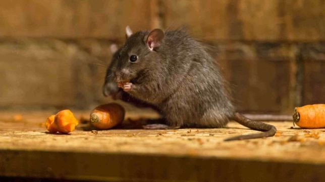¿como prevenir los contagios por hantavirus en la plata?