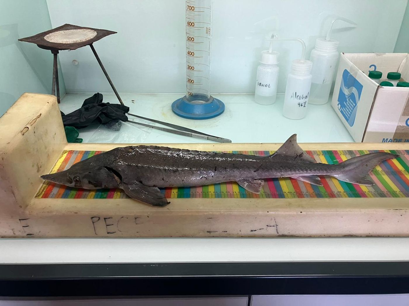 El esturión capturado es apenas un juvenil de 70 centímetros de largo, pero la especie representa un serio peligro para el ecosistema de toda la región. El esturión capturado es apenas un juvenil de 70 centímetros de largo, pero la especie representa un serio peligro para el ecosistema de toda la región.