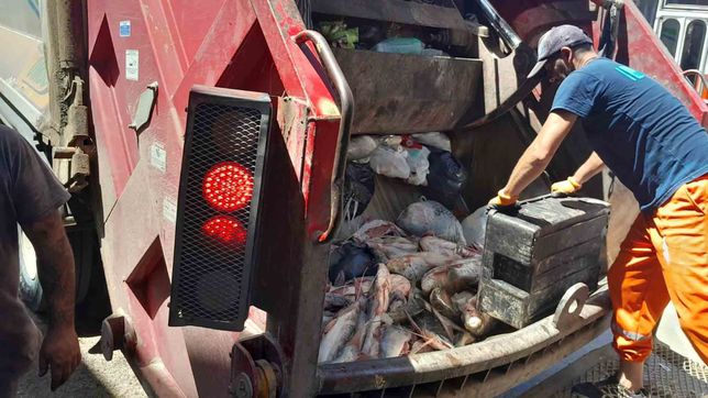 secuestraron 150 kilos de pescado de contrabando en berisso