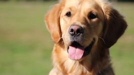 el curioso rescate de un perro que estuvo tres meses en abandonado en un departamento el curioso rescate de un perro que estuvo tres meses en abandonado en un departamento