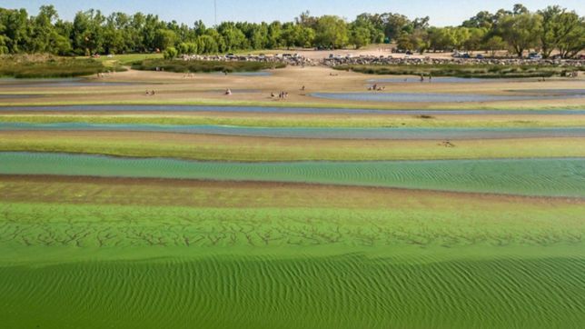 volvieron las cianobacterias al rio de la plata y emiten un alerta amarillo para la region