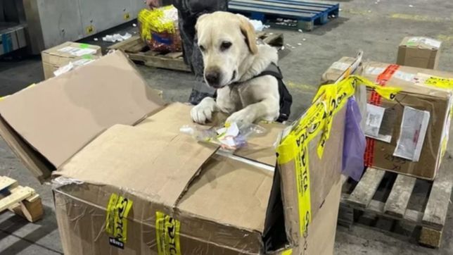 craneos, semen de caballo y drogas: los insolitos intentos de contrabando en argentina